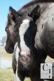 Tori Jeffress- Classical Dressage and Liberty Riding