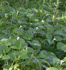 Image result for Datura ferox
