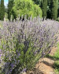 Lavender has just broken off from rehearsals to tell me about his edinburgh show, don't tell him pike, in which he reminisces, shows clips and it was only after 80 episodes, though, that lavender got the full picture about the character he played. Lavender Flowers 28 Common Types Uses Grow And Pictures Florgeous