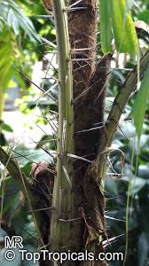 Image result for Aiphanes horrida