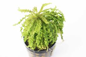 Image result for Pogostemon rogersii