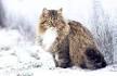Siberians: the Hypoallergenic Cat - Siberian Cats