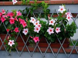 Wie kann man eine dipladenia überwintern? Meine Empfehlungen Fur Die Ideale Sundaville Pflege