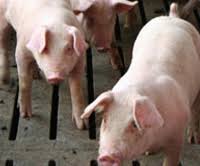 Swine Respiratory Disease Srd Zoetis Us