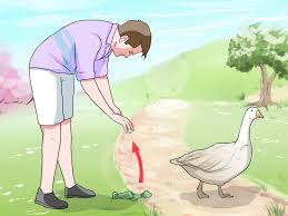 Maybe you would like to learn more about one of these? 3 Ways To Feed Geese Safely Wikihow