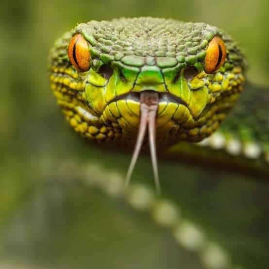 Parshas Chukas - Snake Eyes - Rabbi Avi Shafran