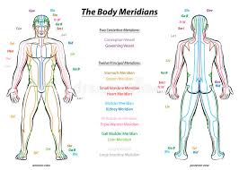 Meridian System Description Chart Male Body Stock Vector