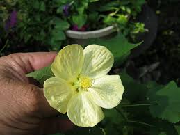 Image result for Abutilon grandiflorum