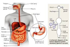 Sistem pencernaan manusia terdiri atas organ utama berupa saluran pencernaan dan organ aksesori (tambahan). Penjelasan Proses Pencernaan Makanan Pada Manusia Secara Lengkap