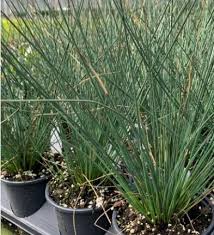 Image result for Juncus dregeanus