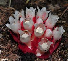 Cytinus Cytinus Is A Genus Of Parasitic Flowering Plants Species In This Genus Do Not Produce Chlorophyll But R Carrion Flower Unusual Flowers Weird Plants