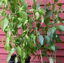 Padrones in a sentence and translation of padrones in english dictionary with audio pronunciation by dictionarist.com. Chilipeppar Padron Gronsaker Capsicum Annuum Padron Impecta