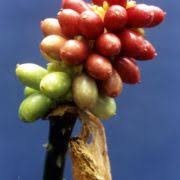 Image result for Anchomanes