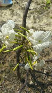 Image result for Stereospermum harmsianum