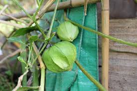 Easy to cultivate their fruit. Tomatillo Pod Easy Edible Gardening