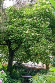 Image result for Uapaca