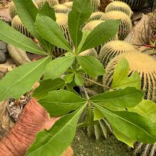 Image result for Cussonia corbisieri