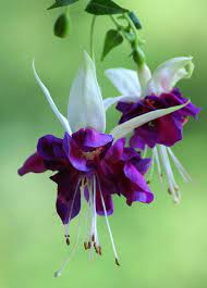Purple And White Fuchsia Fuchsia Flowers Beautiful Flowers Amazing Flowers