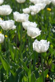 Nome comune della parnassia palustris, pianta erbacea diffusa nei luoghi paludosi, con foglie cuoriformi e fiori bianchi, un tempo. Foto Fiori Bianchi