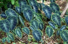 Image result for Remusatia