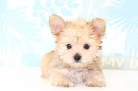 Browse beautiful morkie puppies for sale right here at teacups, puppies & boutique ® of south florida! Morkie Puppy For Sale In Naples Fl Adn 69188 On Puppyfinder Com Gender Male Age 10 Weeks Old Morkie Puppies Puppies For Sale Morkie Puppies For Sale