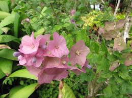 Image result for Karomia tettensis