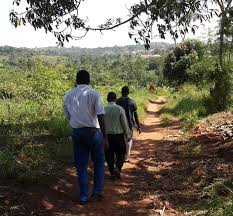 Image result for Bothriocline