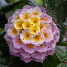 Image result for Lantana nivea