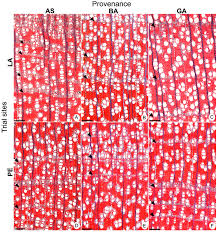 Image result for Balfourodendron