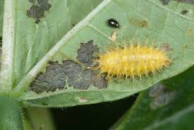 Bean beetle, common name for a destructive beetle, epilachna varivestis, of the ladybird beetle 1 family. Mexican Bean Beetle In Gardens And Fields Kentucky Pest News