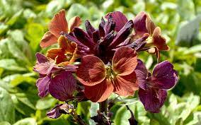 Check spelling or type a new query. Duft Goldlack Rufus Pflanze Schoterich Salbei Sussholz Pflanzen Saatgut Ruhlemann S Krauter Und Duftpflanzen