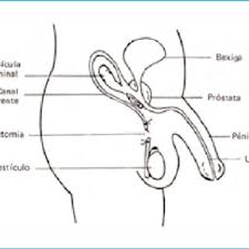 El conducto deferente es el encargado de conducir a los espermatozoides hacia la próstata. Pdf Contracepcao Masculina Vasectomia Experiencia Em Clinica Privada Men S Contraception Vasectomy A Private Clinic Survey