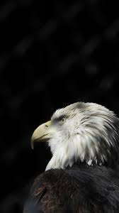 Check out this fantastic collection of eagle iphone wallpapers, with 49 eagle iphone background images for your desktop, phone or tablet. Eagle Iphone Wallpapers Top Free Eagle Iphone Backgrounds Wallpaperaccess