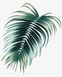 High quality premium images, psd mockups and . Leaves Tropical Rainforest Png Image Transparent Png Free Download On Seekpng