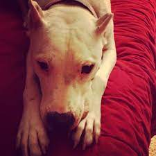 My Sweet Stella Trying To Look Innocent After Running Through The House Like A Scalded Ape Deaf Dog Dog Cat Dogs