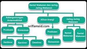 Contoh peta jaring jaring tematik. Peta Pikiran Rantai Makanan Dan Jaring Jaring Makanan Kelas 5 Sd