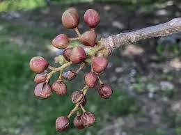 Image result for Burseraceae
