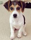 Raggle (Rat Terrier X Beagle Mix) Info, Temperament ...
