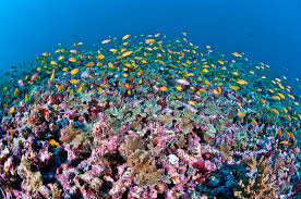 Stunning Underwater Plants And Sea Life On The Ocean Floor The age of the ocean floor is an important parameter in the study of plate tectonic processes. stunning underwater plants and sea life