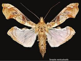 Image result for Pyralis lienigialis