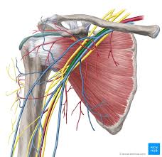 The axillary artery continues down the arm as the brachial artery, then splits into the ulnar and. Upper Limb Arteries Veins And Nerves Kenhub