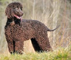 Image result for irský vodní španěl