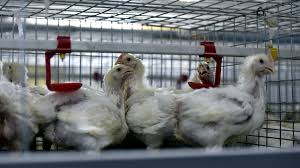 Adalja says that bird flu symptoms are usually the same as the regular flu. Nxf93g0zwfchdm