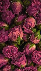 The most beautiful flowers in the world. 35 Most Beautiful Flower Wallpapers Beautifulflowerwallpapers Dailypinmag Mostbeautifulflower Mostb Fotografie Blumen Hintergrundbilder Blumen Rosentapete