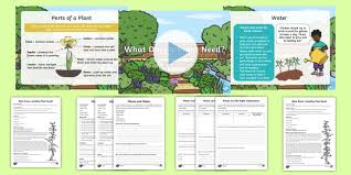 But, light intensity can improve or hinder the way your plants grow. Y2 Plants Find Out And Describe How Plants Need Water Light And A Suitable