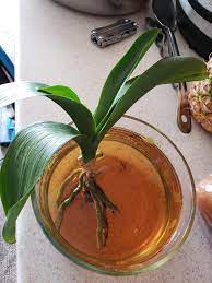 How To Revive An Orchid From Dying This Really Works Beyond Imagination Indoor Orchids Orchid Fertilizer Plants