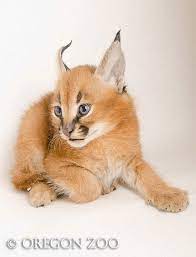 Caracal Caracal Kittens Cute Baby Animals Baby Animals Pictures