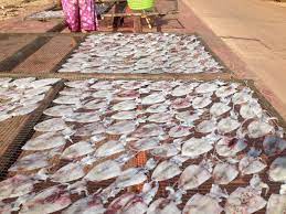 หม กแดดเด ยว หม กกะตอย หม กตากแห ง ช วงน ชาวทะเล บางเบ ด