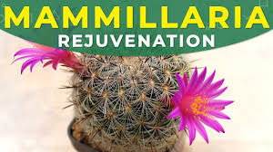Red cactus flower buds (mammillaria). Mammillaria Cactus Rejuvenation Care For The Plant Youtube