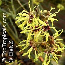 Image result for Hamamelis mollisi
